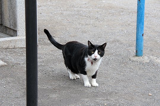 太田区のねこ