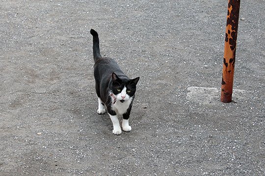 太田区のねこ