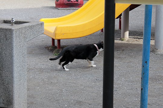 太田区のねこ