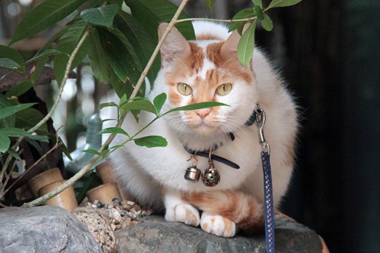 太田区のねこ