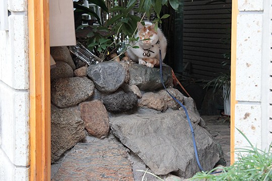 太田区のねこ