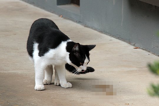 太田区のねこ