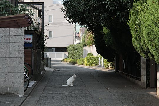 太田区のねこ