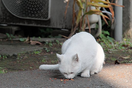 太田区のねこ