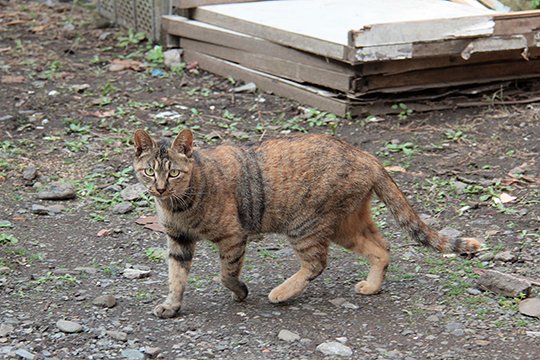 太田区のねこ