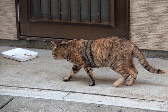 太田区のねこ