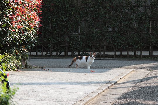 太田区のねこ