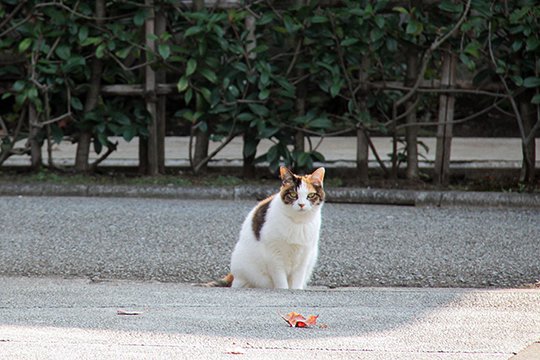 太田区のねこ