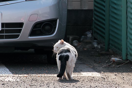 太田区のねこ