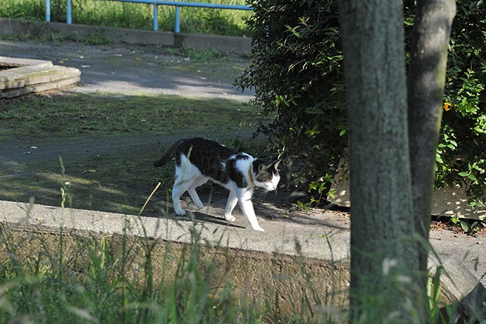 太田区のねこ