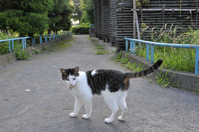 太田区のねこ