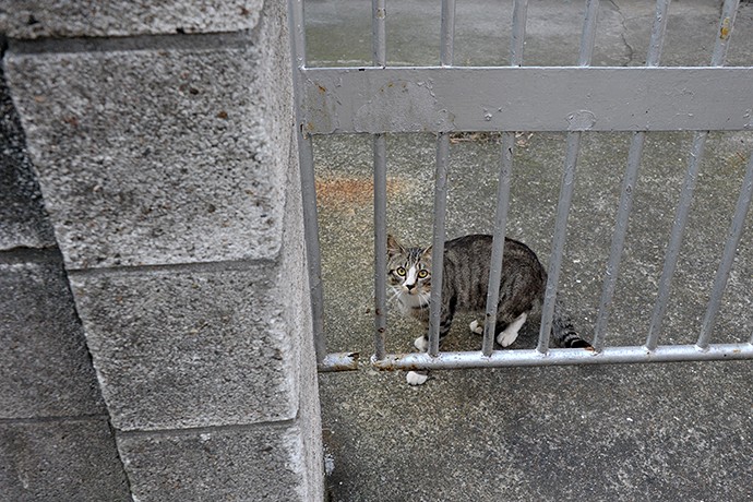 太田区のねこ