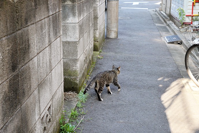 太田区のねこ