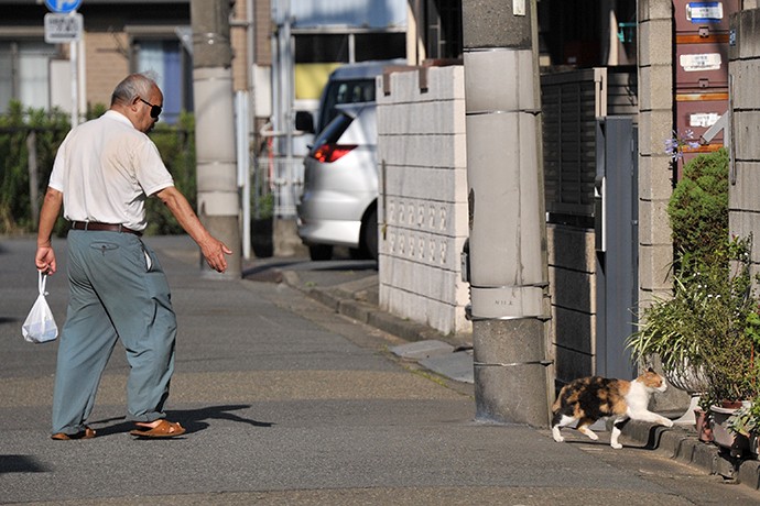 太田区のねこ