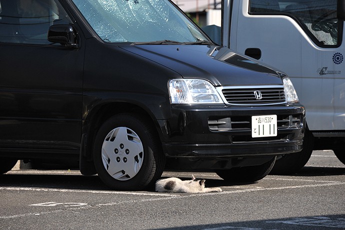 太田区のねこ