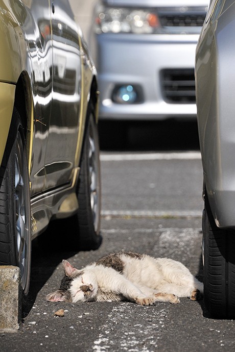 太田区のねこ