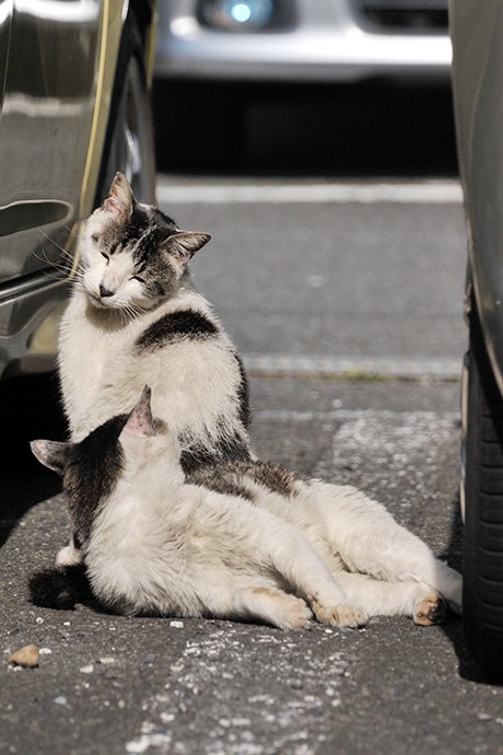 太田区のねこ