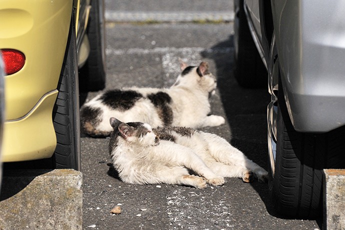 太田区のねこ