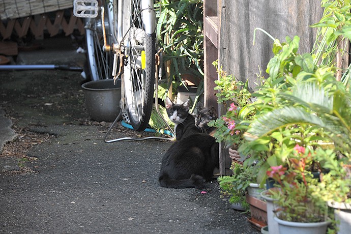 太田区のねこ