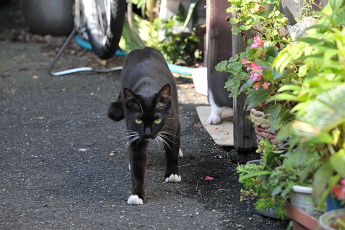 太田区のねこ