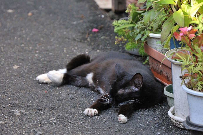 太田区のねこ