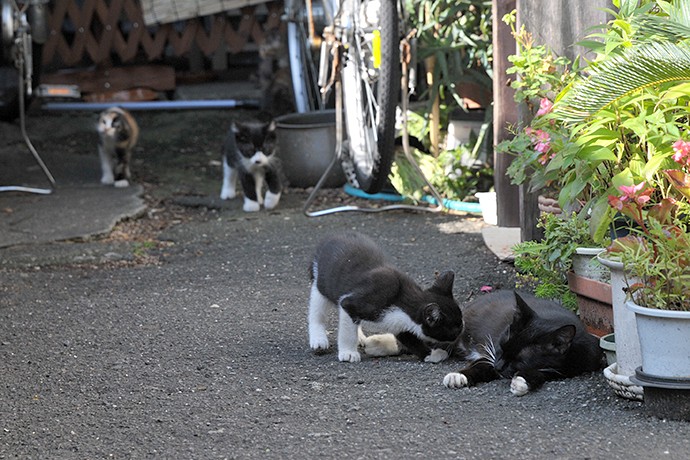 太田区のねこ