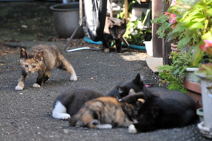 太田区のねこ