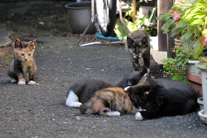 太田区のねこ