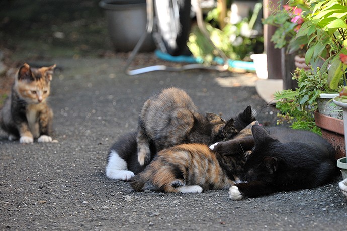 太田区のねこ