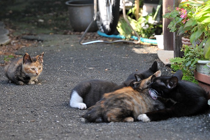 太田区のねこ