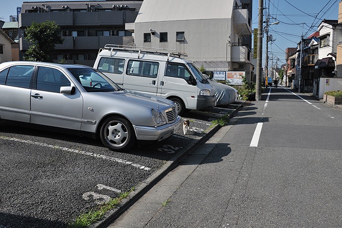 太田区のねこ