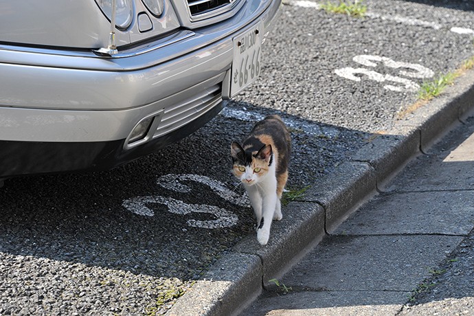 太田区のねこ