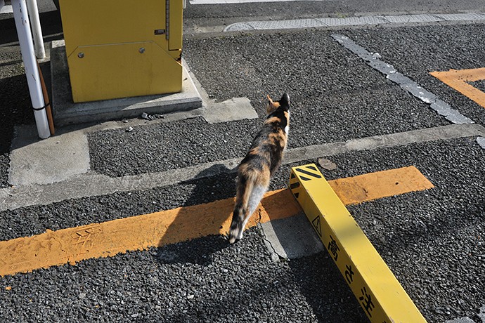 太田区のねこ