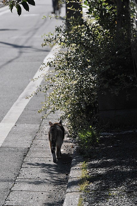 太田区のねこ