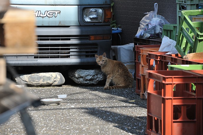 太田区のねこ