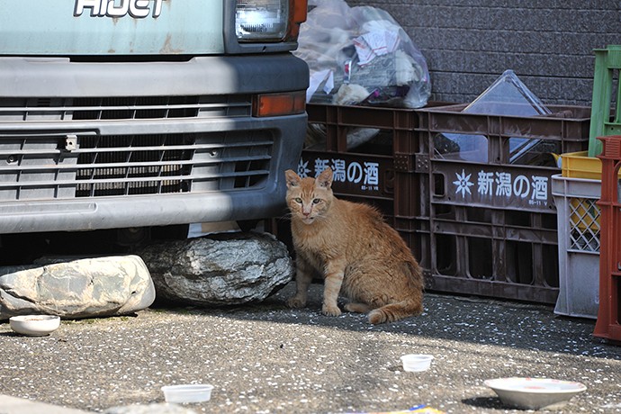 太田区のねこ