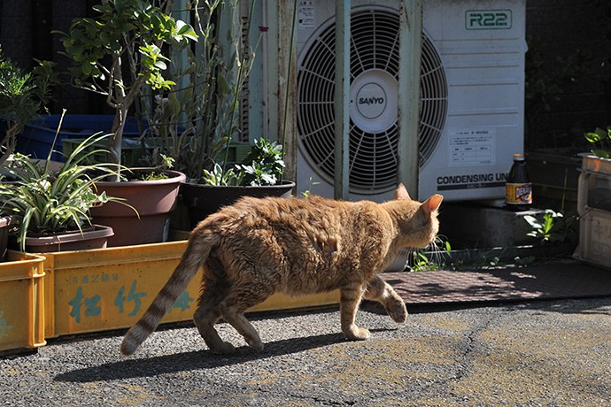 太田区のねこ