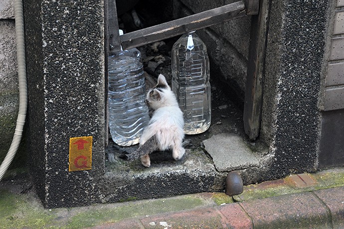 太田区のねこ