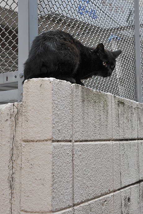 太田区のねこ