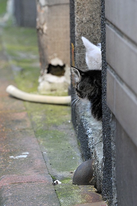 太田区のねこ