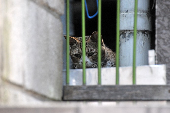 太田区のねこ