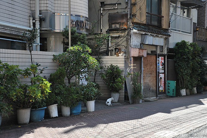 太田区のねこ