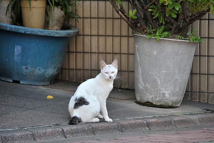 太田区のねこ