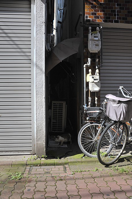 太田区のねこ