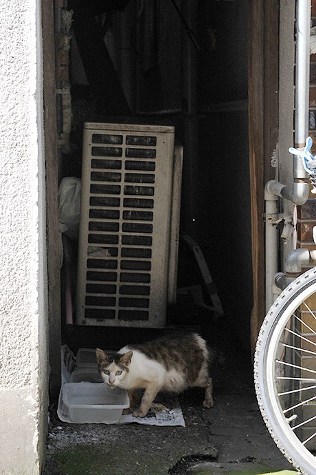 太田区のねこ