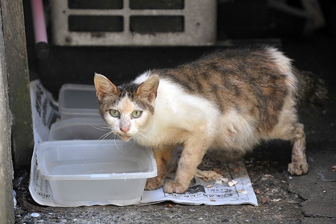 太田区のねこ