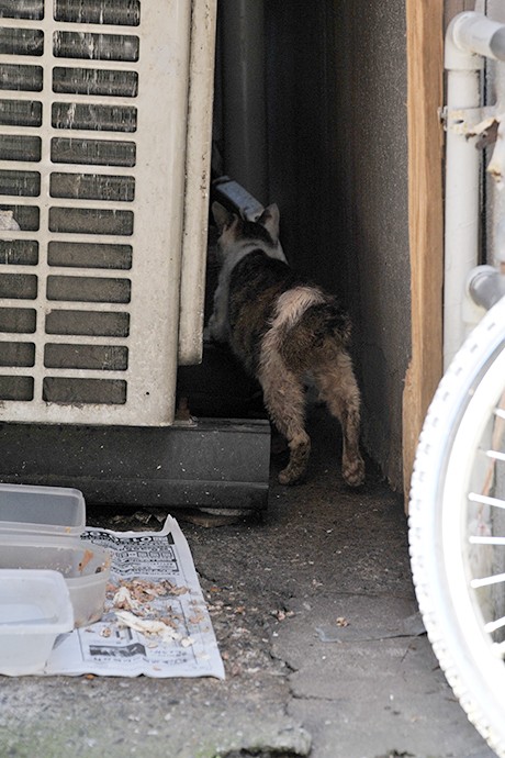 太田区のねこ