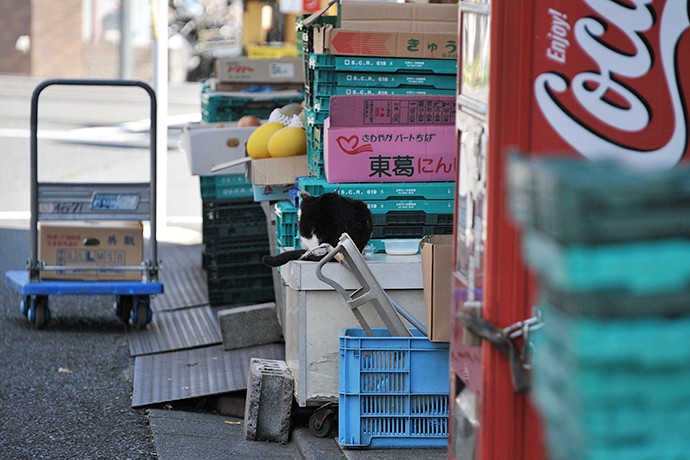 太田区のねこ