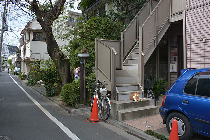 太田区のねこ