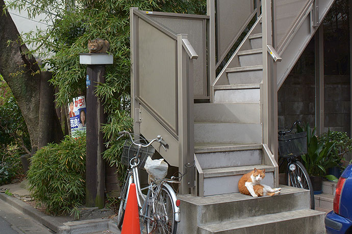 太田区のねこ